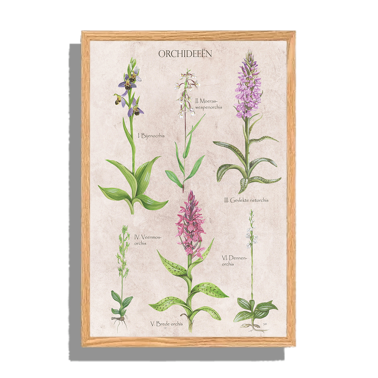 Ingelijst "Orchideeën"