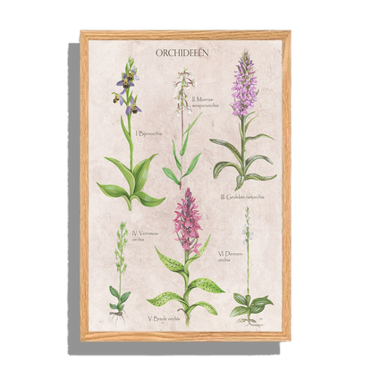 Ingelijst "Orchideeën"
