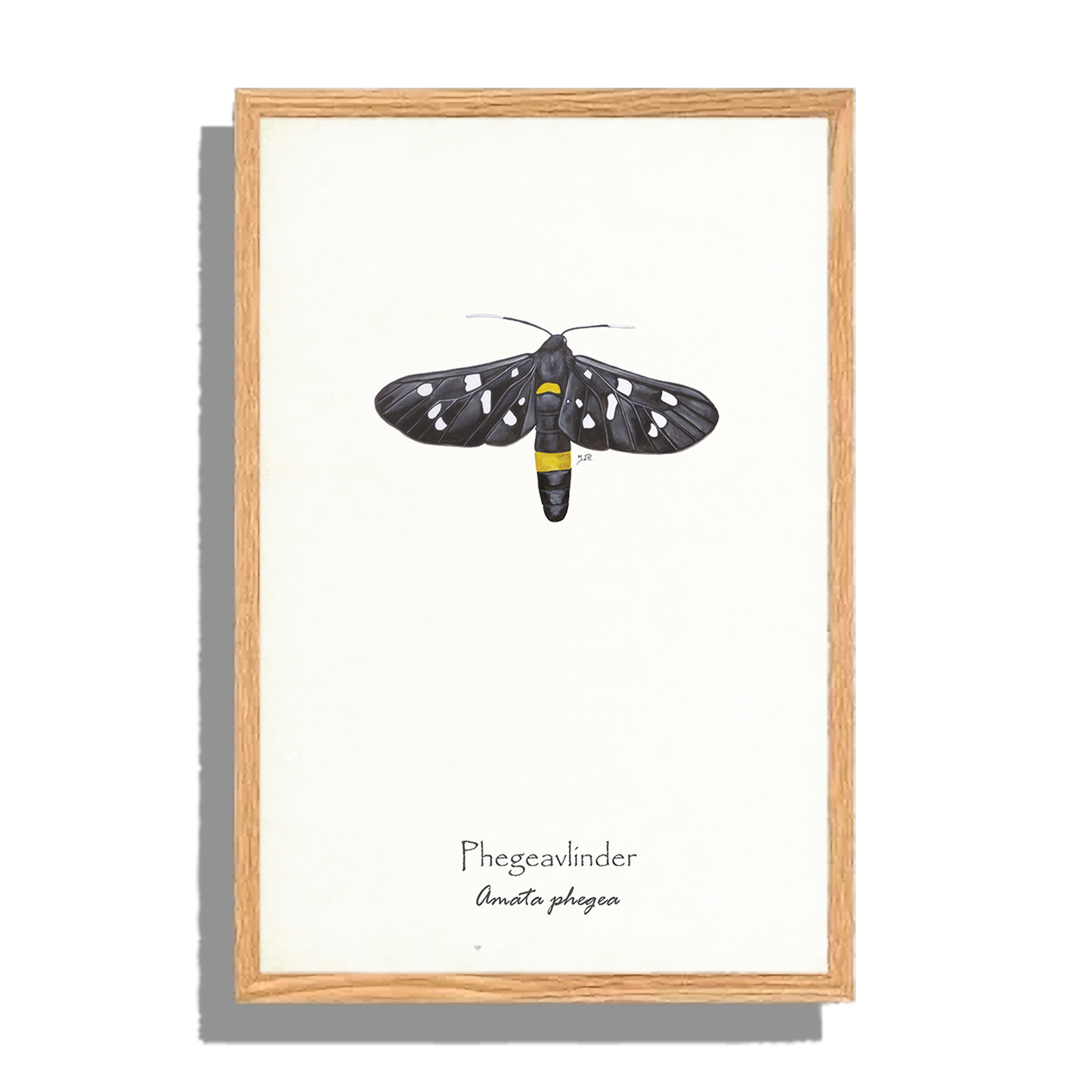 Ingelijst "Phegeavlinder"