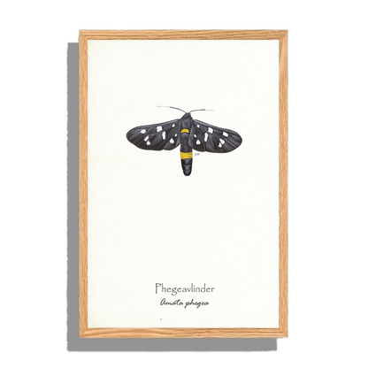 Ingelijst "Phegeavlinder"