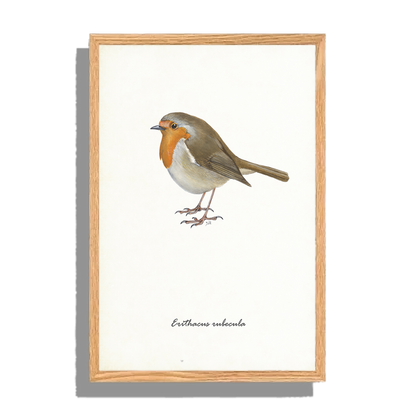 Ingelijst "Roodborst"