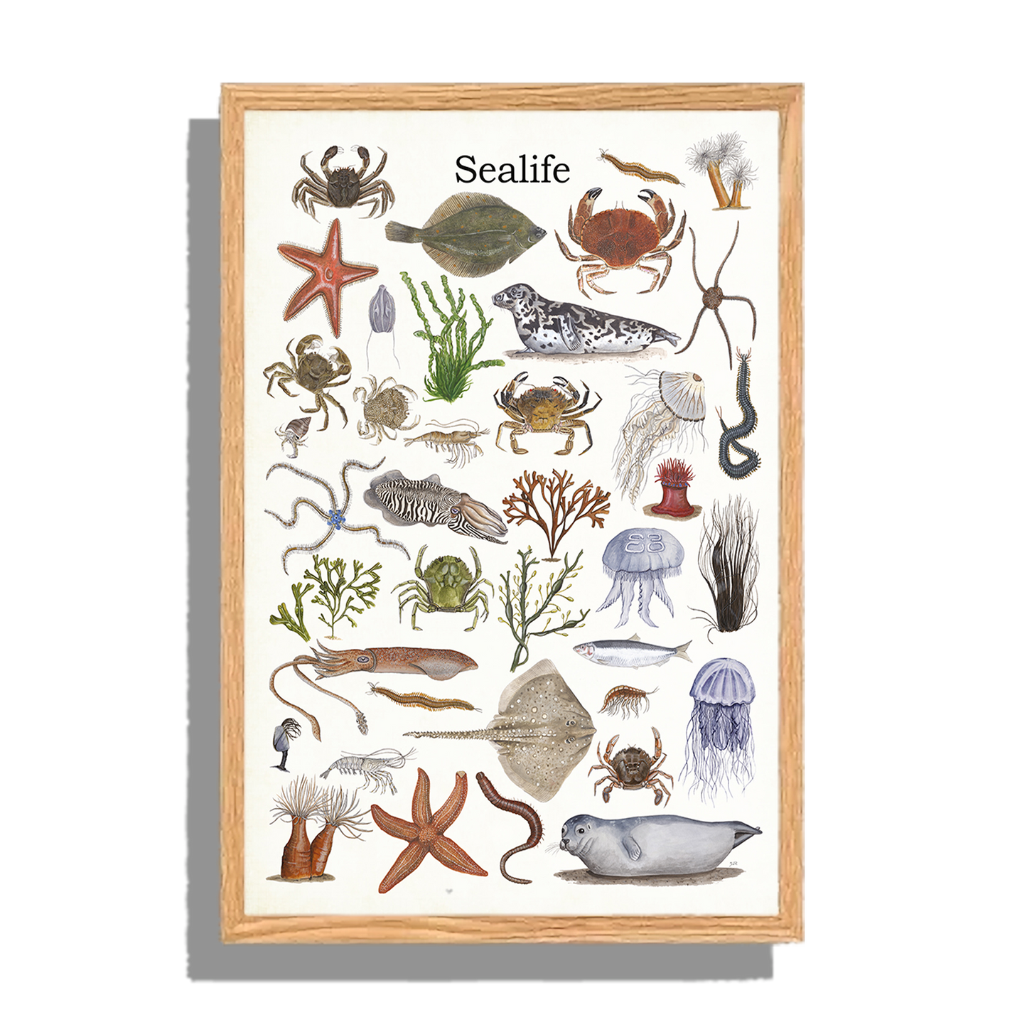 Ingelijst "Sealife"