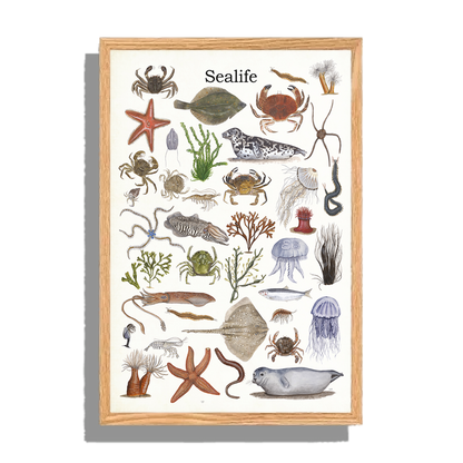 Ingelijst "Sealife"