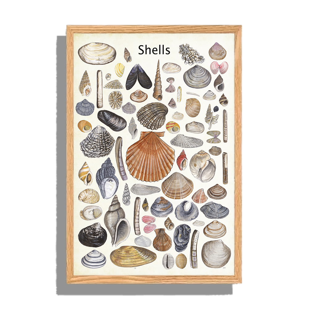 Ingelijst "Shells"