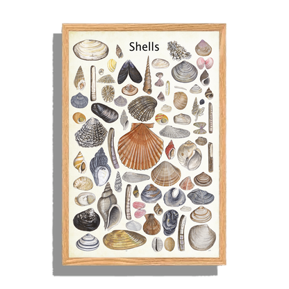 Ingelijst "Shells"