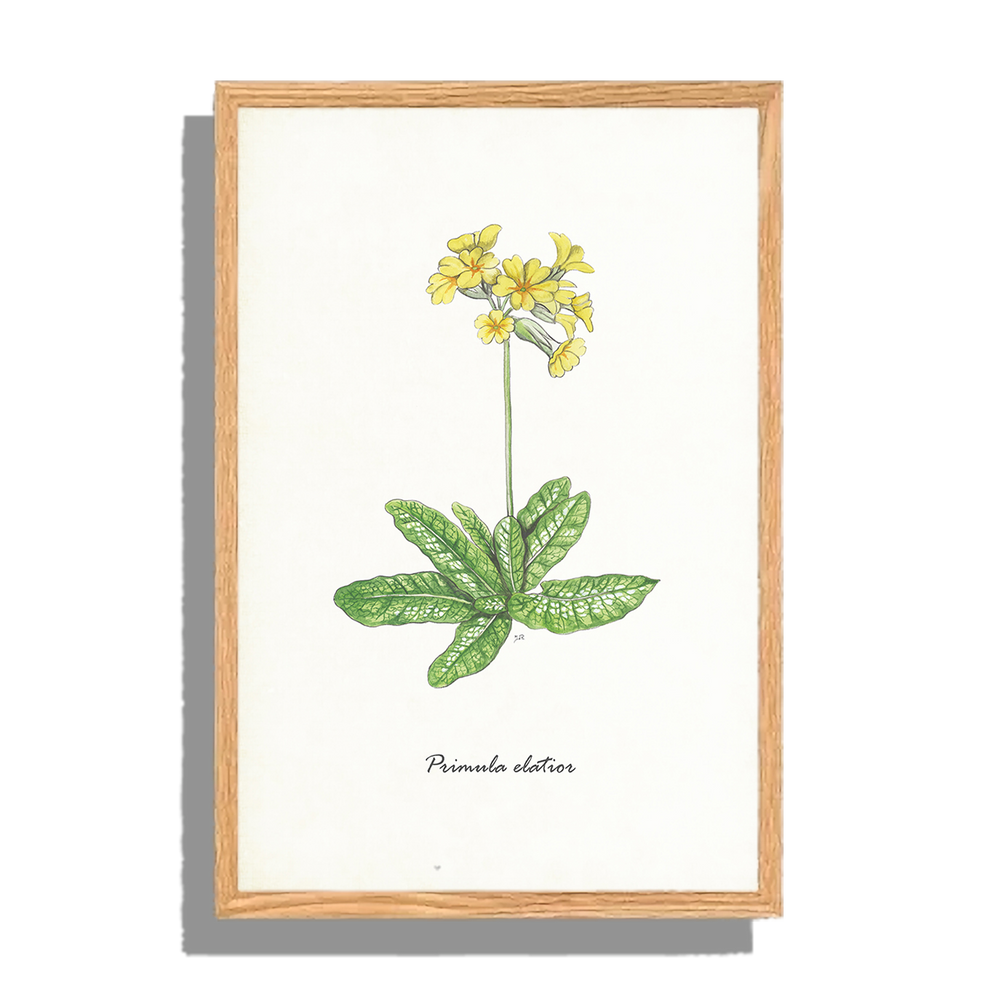 Ingelijst "Slanke sleutelbloem"