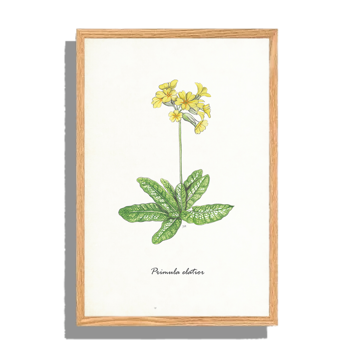 Ingelijst "Slanke sleutelbloem"