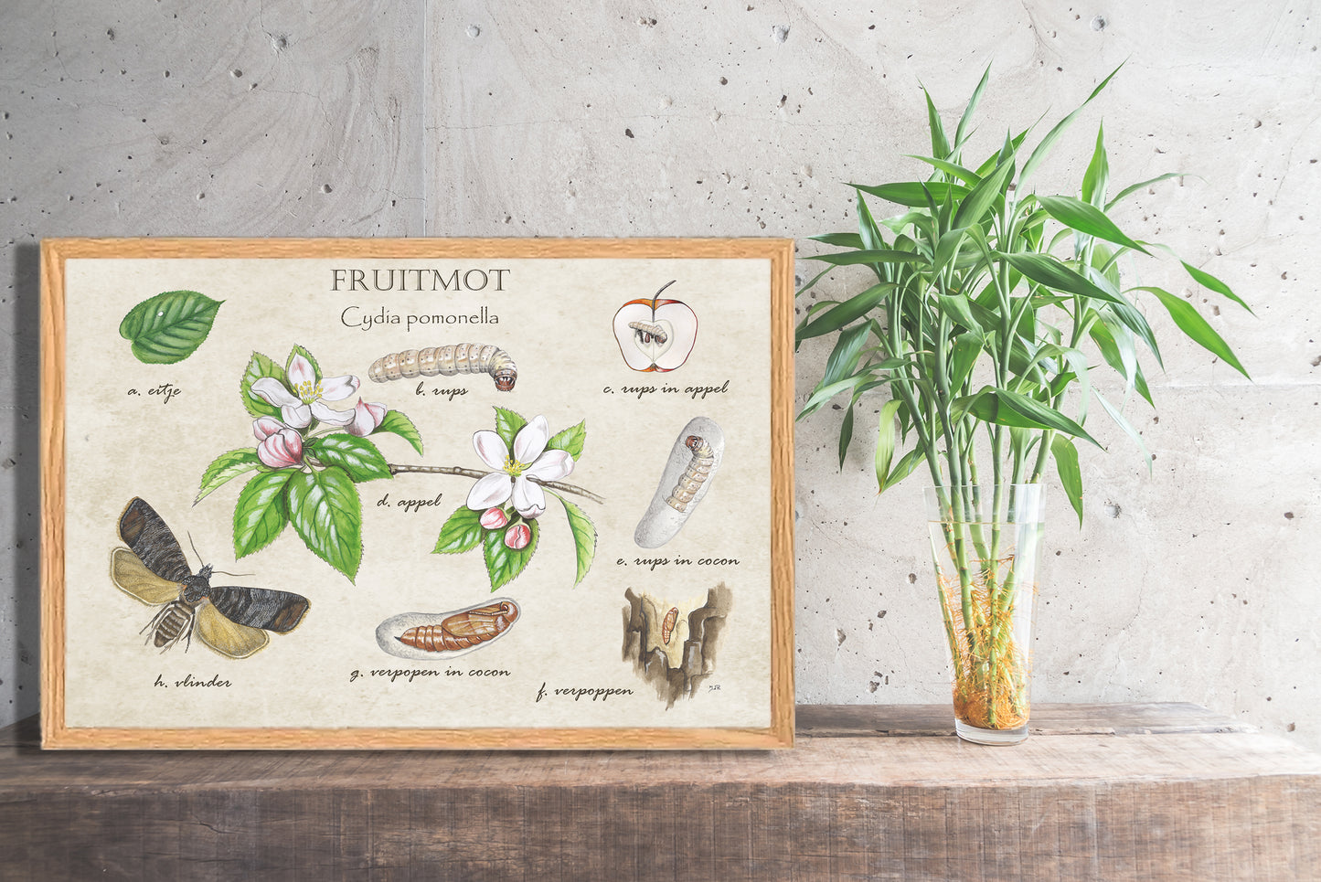 Ingelijst "Fruitmot, het leven van"