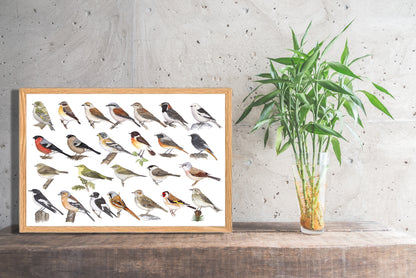Ingelijst "Kleine zangvogels"