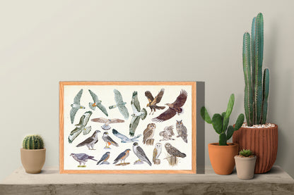 Ingelijst "Roofvogels en uilen"