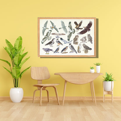 Ingelijst "Roofvogels en uilen"