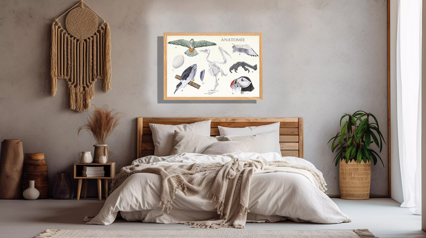 Ingelijst "Anatomie Birds"
