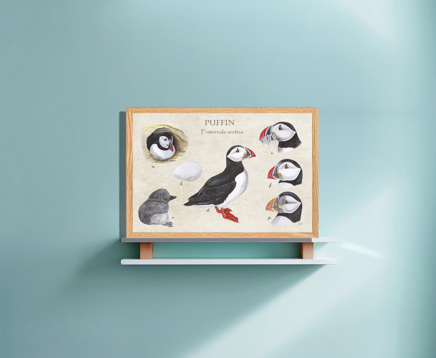 Ingelijst "Puffins, het leven van"