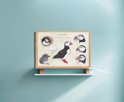 Ingelijst "Puffins, het leven van"