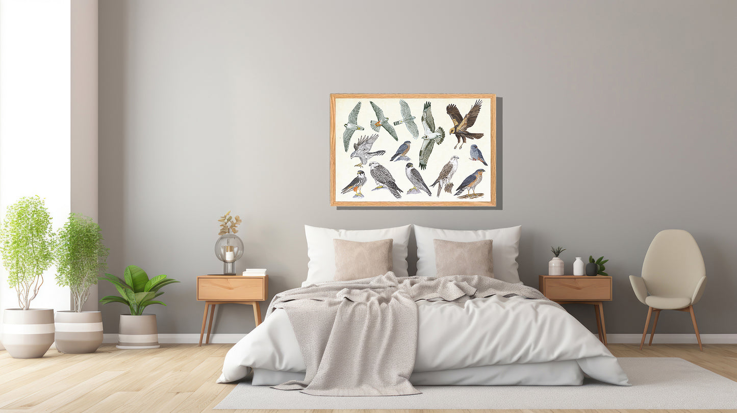 Ingelijst "Roofvogels"