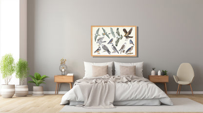 Ingelijst "Roofvogels"