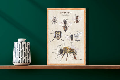 Ingelijst "Anatomie van de Honingbij"