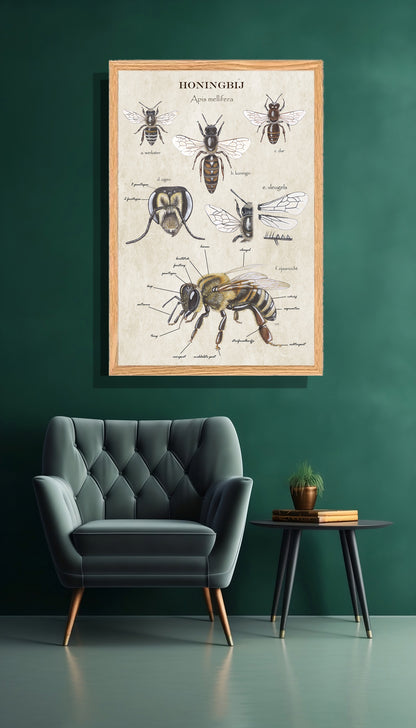 Ingelijst "Anatomie van de Honingbij"