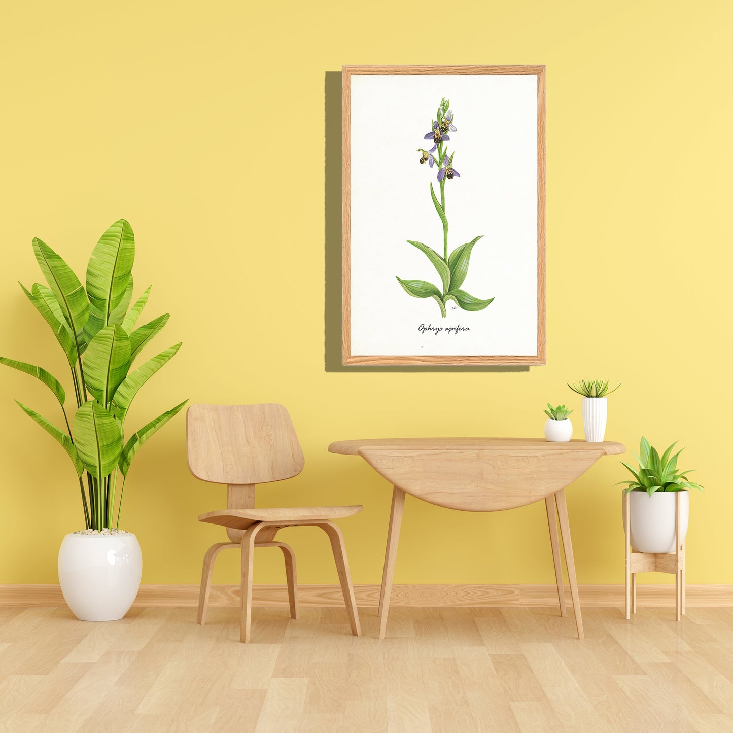Ingelijst "Bijenorchis"