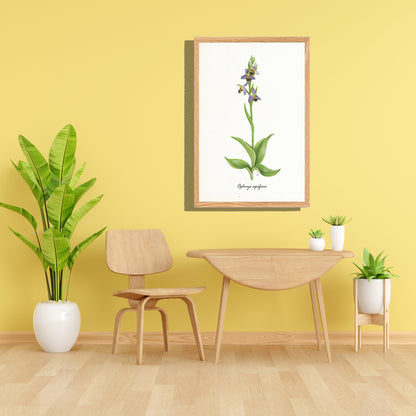 Ingelijst "Bijenorchis"