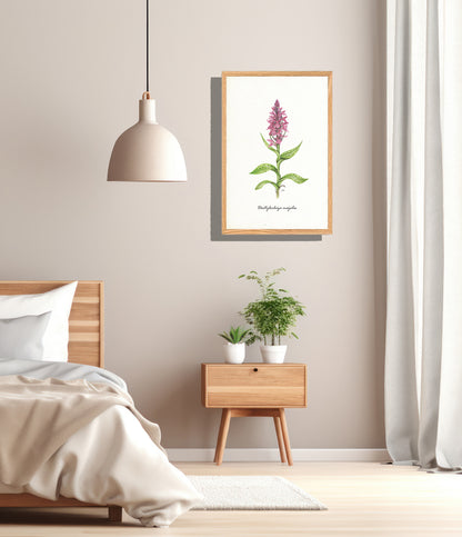 Ingelijst "Brede orchis"