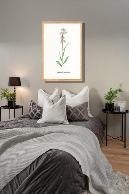 Ingelijst "Moeraswespenorchis"