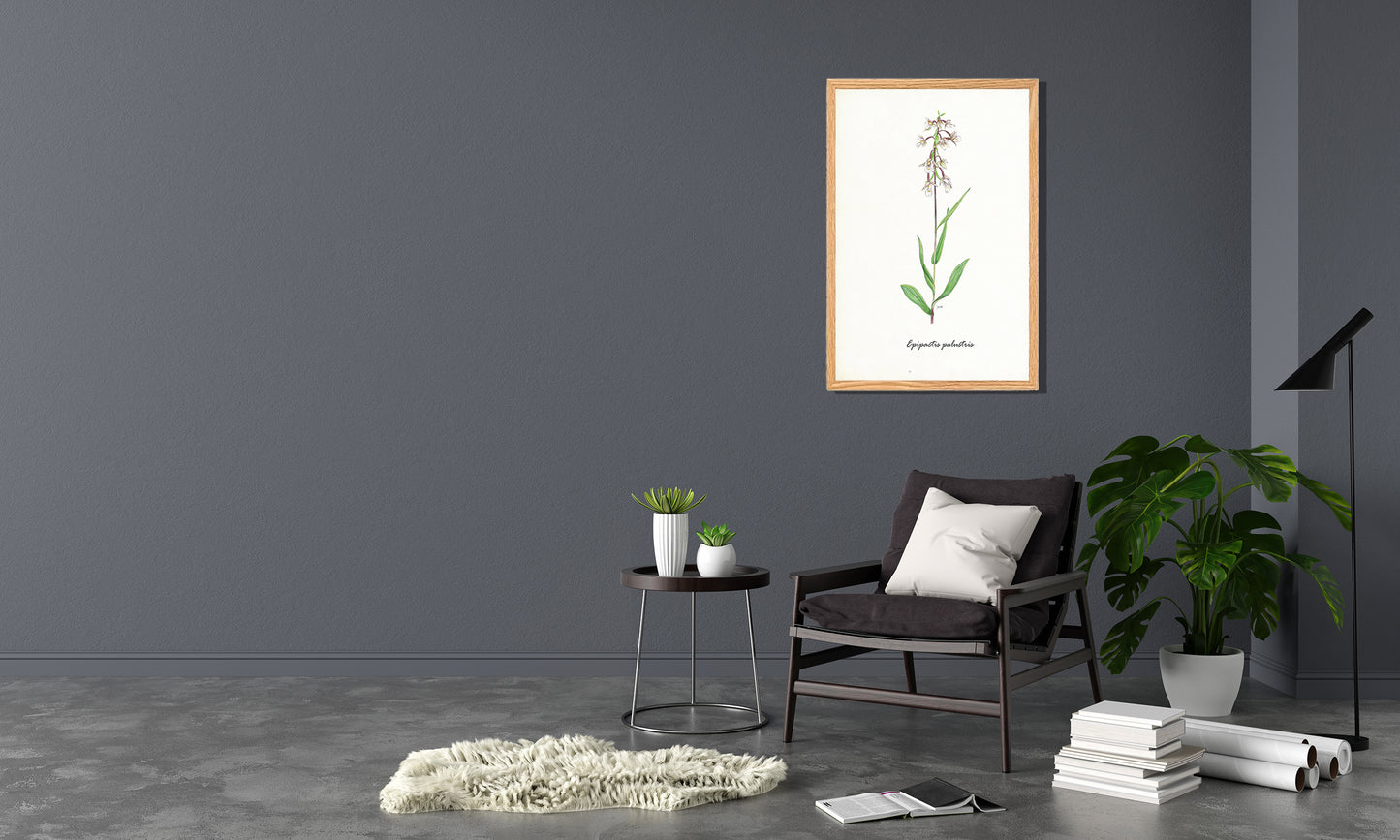 Ingelijst "Moeraswespenorchis"
