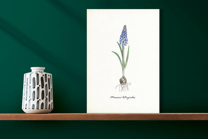 Wanddecoratie "Blauwe druif"