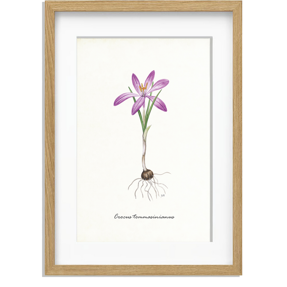 Ingelijst "Boerenkrokus"