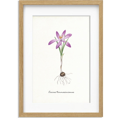 Ingelijst "Boerenkrokus"