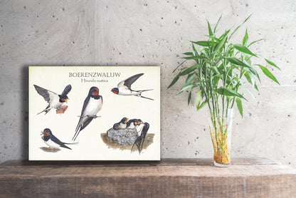 Wanddecoratie "Boerenzwaluw, het leven van"
