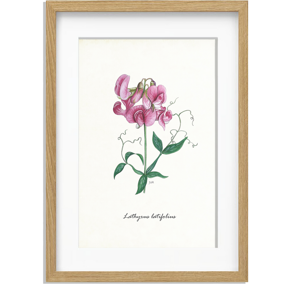 Ingelijst "Brede lathyrus"