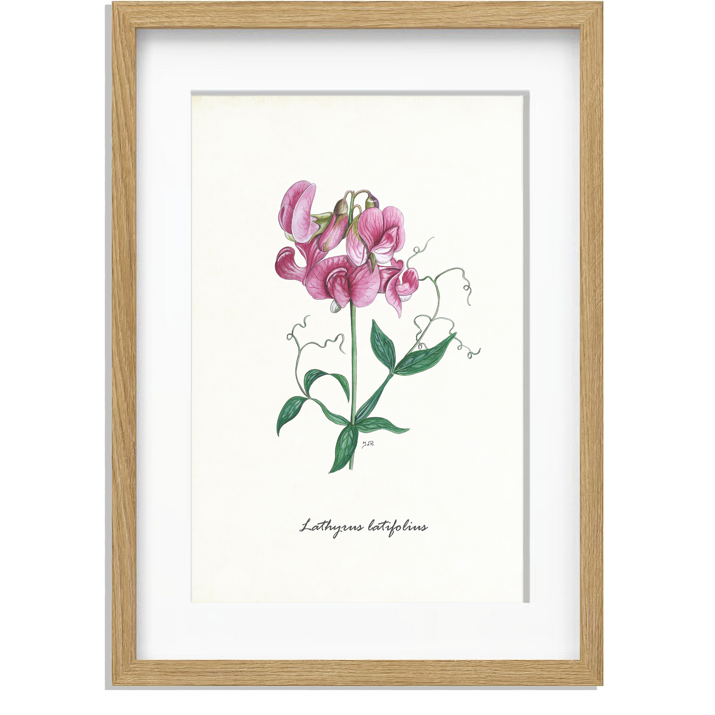 Ingelijst "Brede lathyrus"