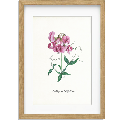 Ingelijst "Brede lathyrus"