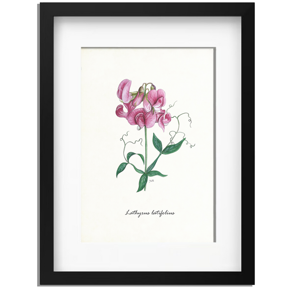 Ingelijst "Brede lathyrus"