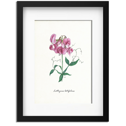 Ingelijst "Brede lathyrus"