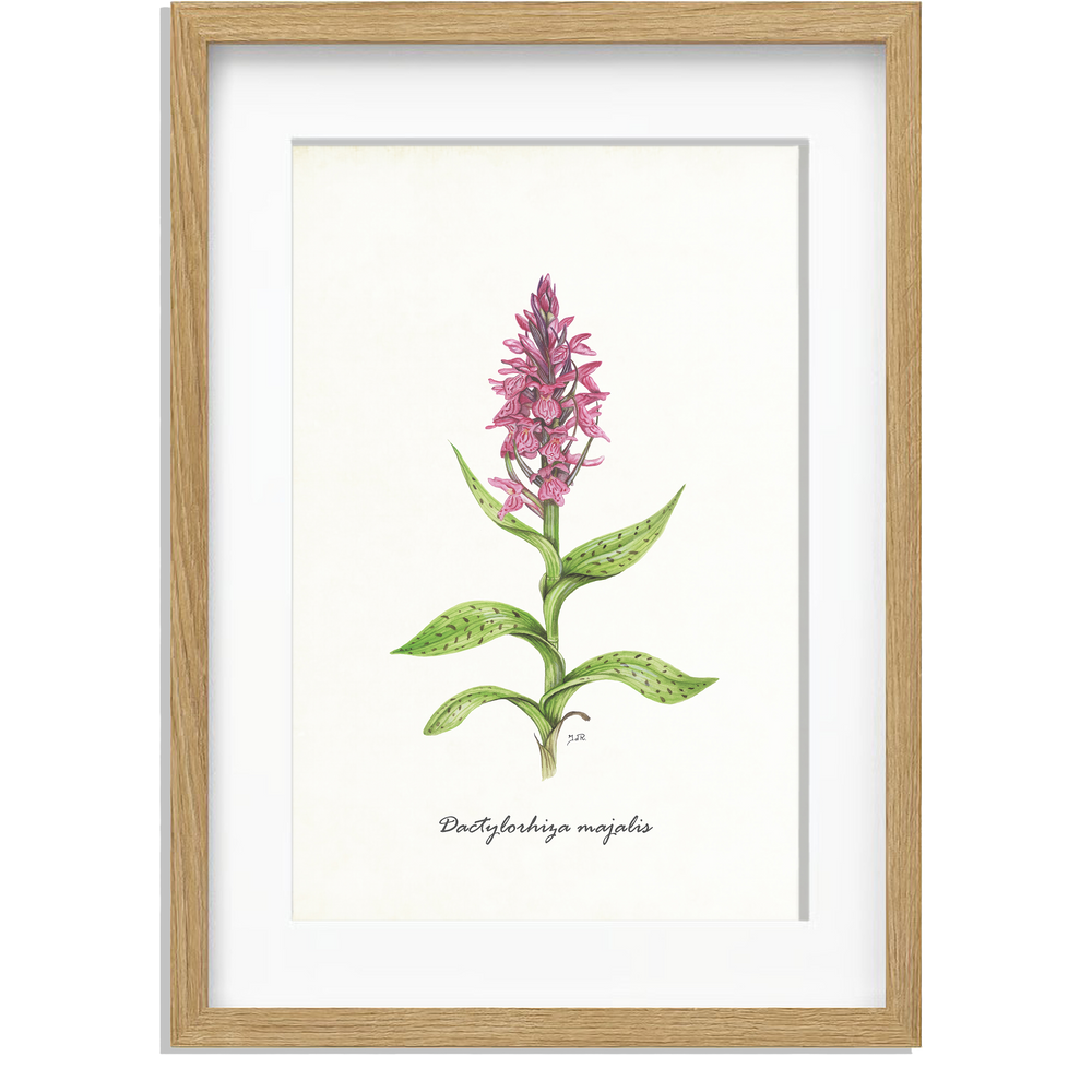 Ingelijst "Brede orchis"