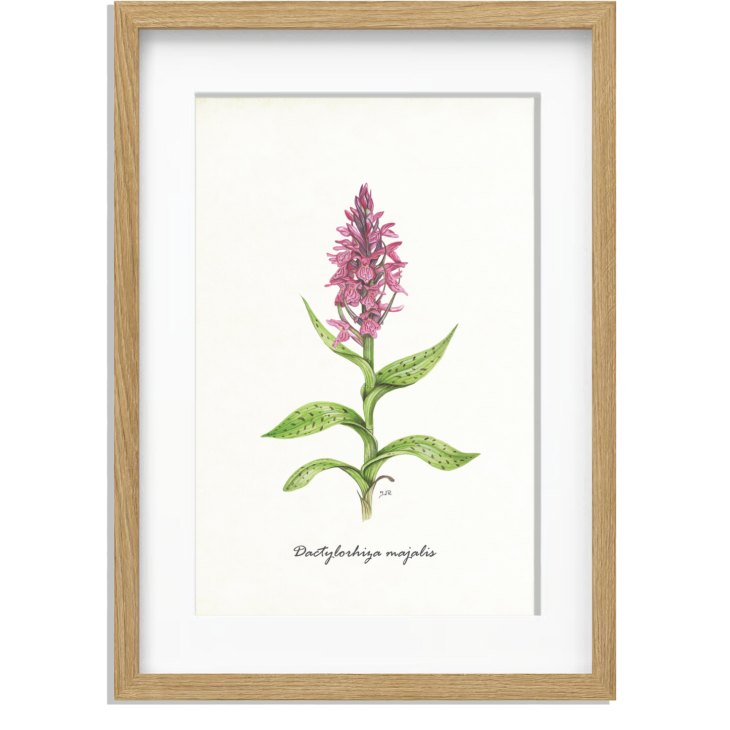 Ingelijst "Brede orchis"