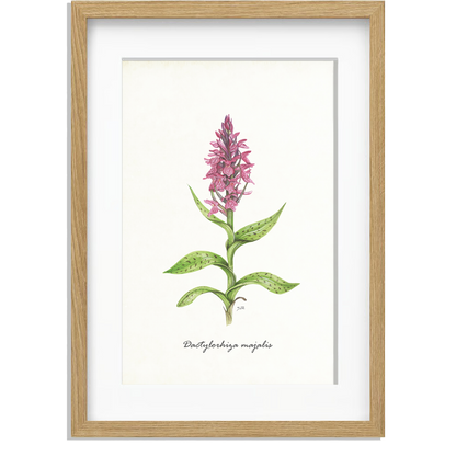 Ingelijst "Brede orchis"