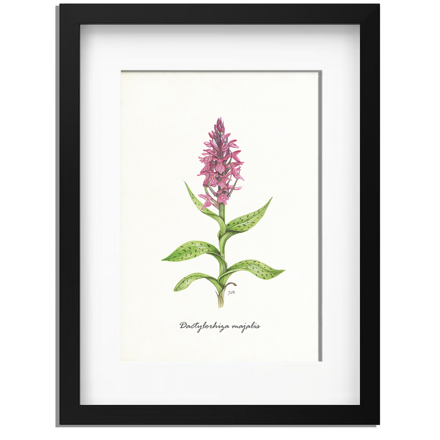 Ingelijst "Brede orchis"