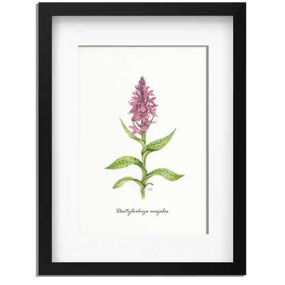 Ingelijst "Brede orchis"