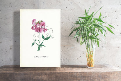Wanddecoratie "Brede lathyrus"
