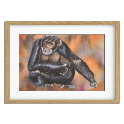 Ingelijst "Chimpansee"