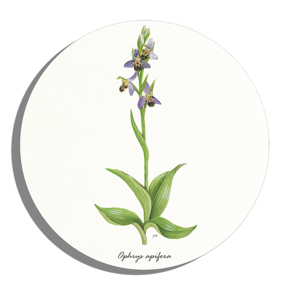 Muurcirkel "Bijenorchis"