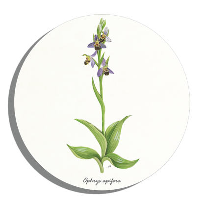 Muurcirkel "Bijenorchis"