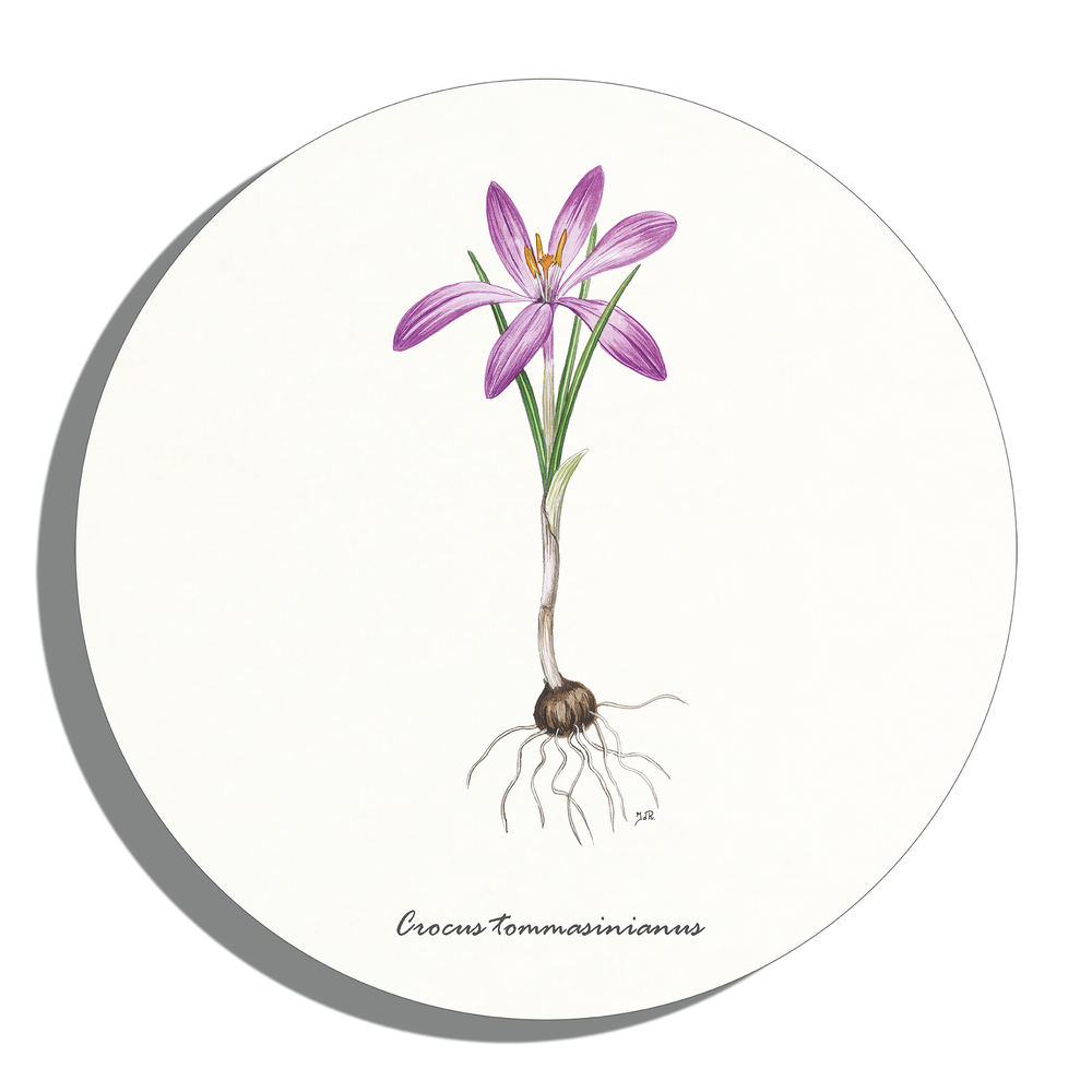 Muurcirkel "Boerenkrokus"