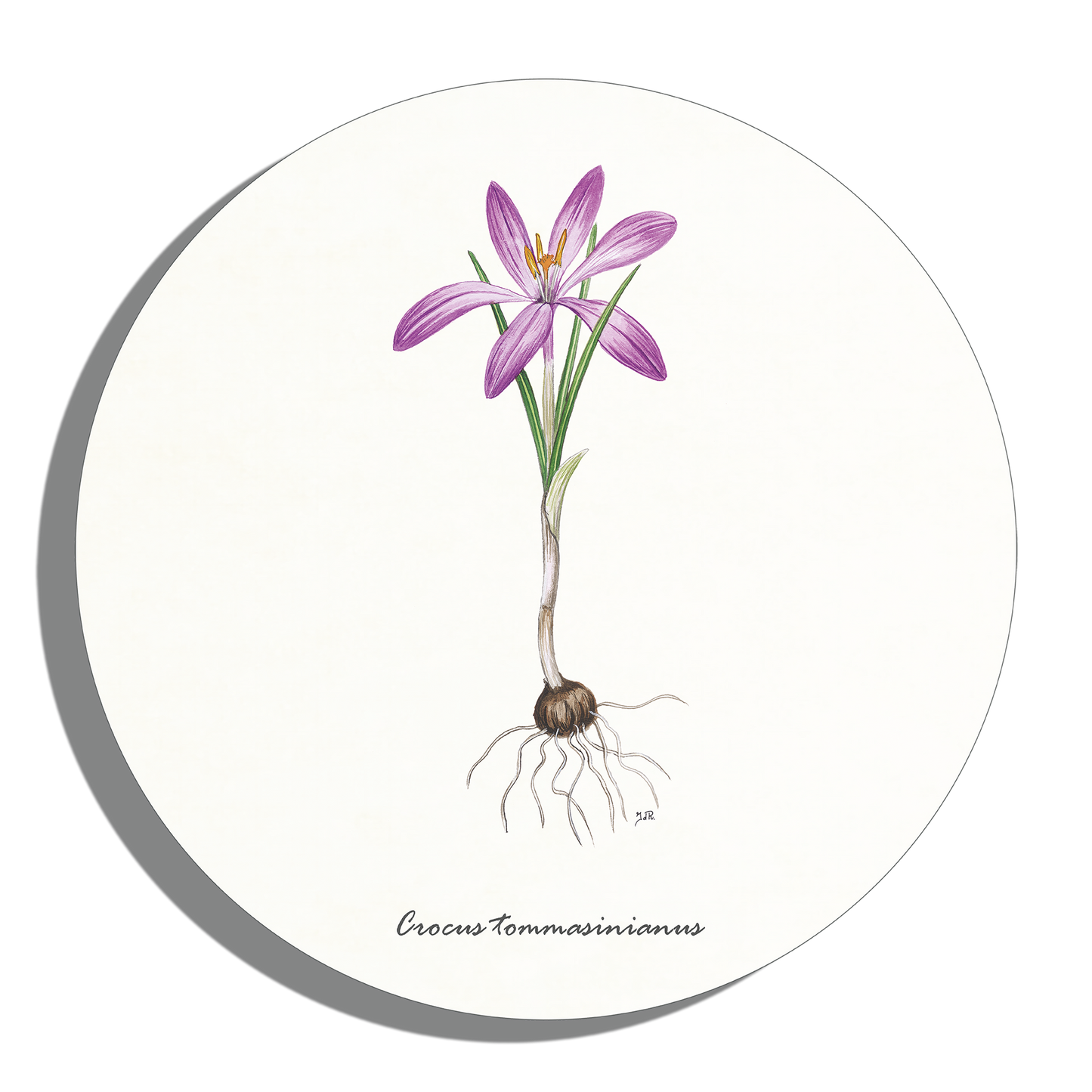 Muurcirkel "Boerenkrokus"