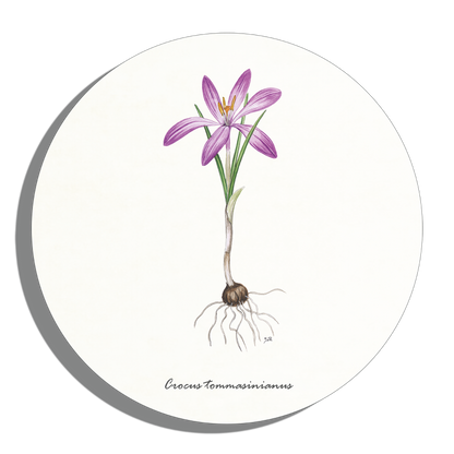 Muurcirkel "Boerenkrokus"