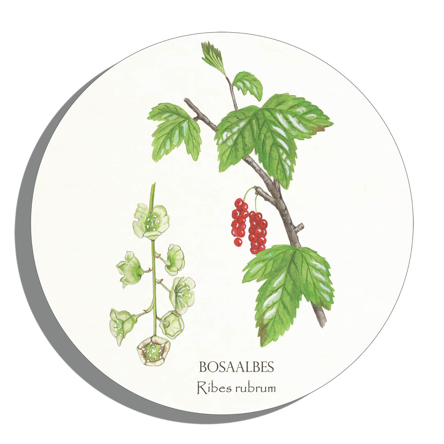 Tuinposter Cirkel "Bosaalbes"