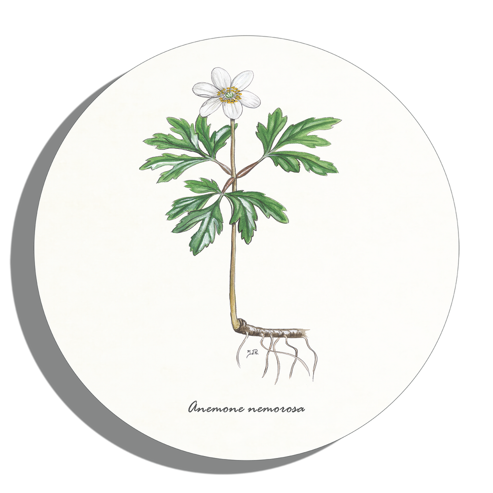 Muurcirkel "Bosanemoon"
